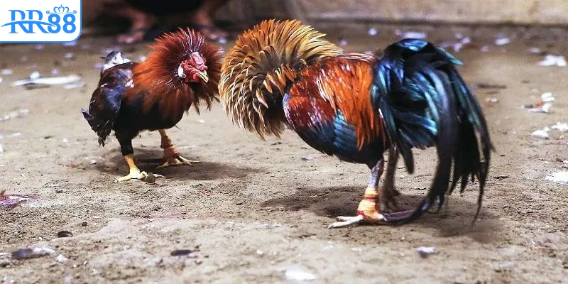 Giới thiệu nhanh về chuyên mục đá gà RR88