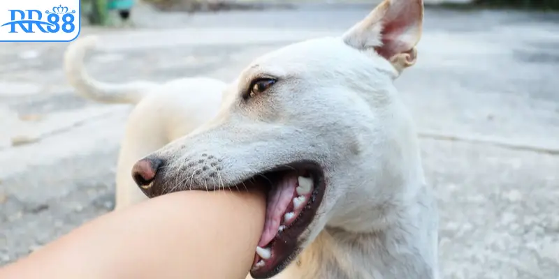 Mơ chó cắn vào chân phải