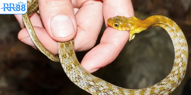 Nằm mơ rắn cắn vào tay nên đánh số gì?